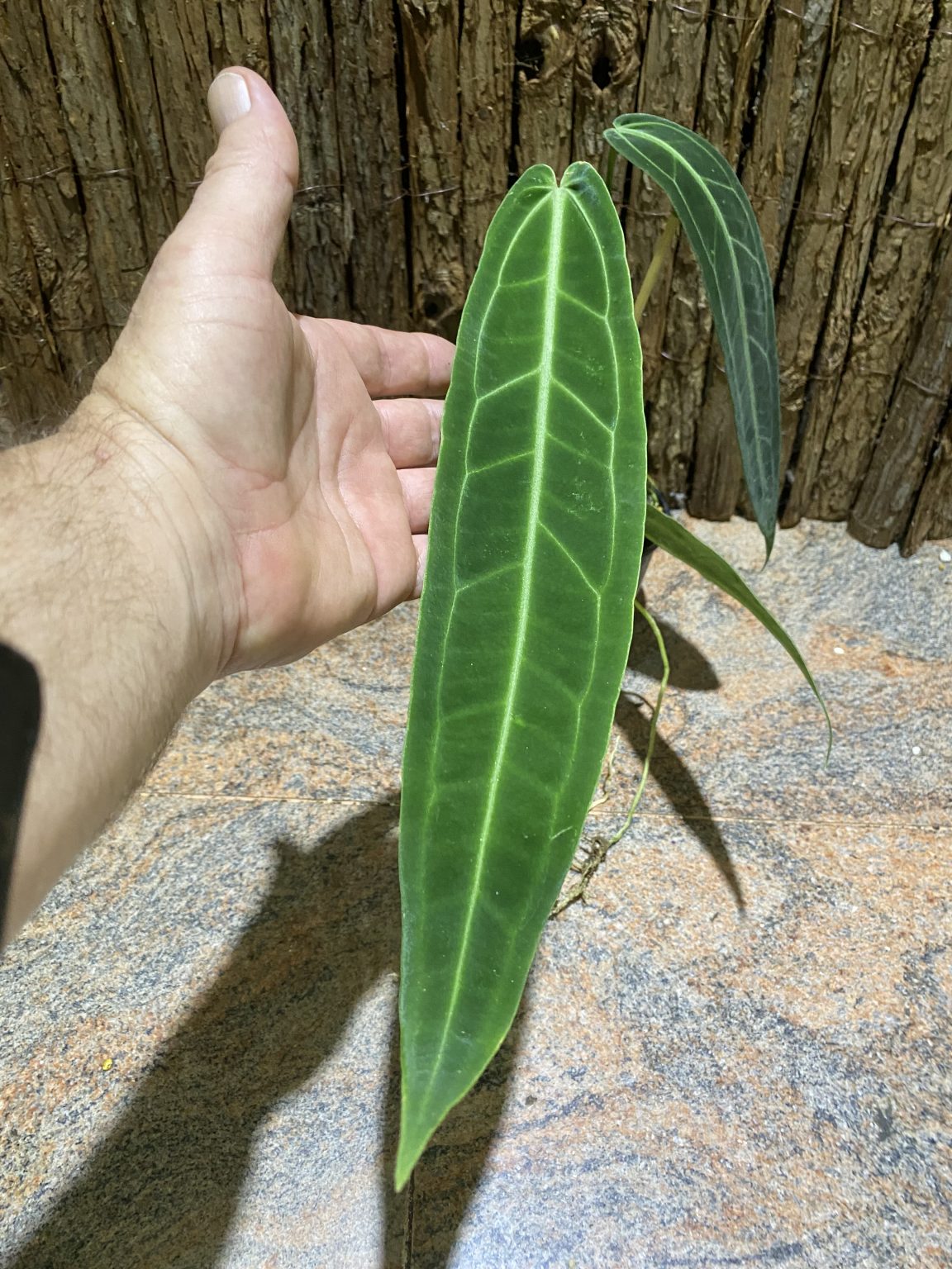 Pure Dark Form Anthurium Warocqueanum , super narrow FNQ Tropics